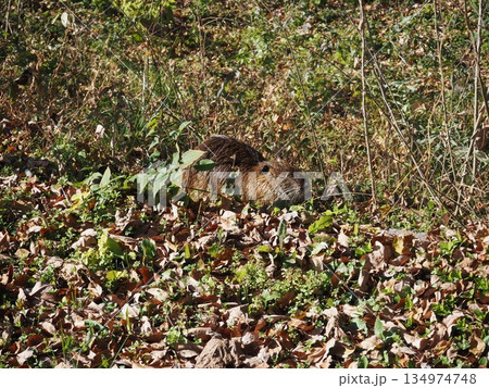 ヌートリア 134974748