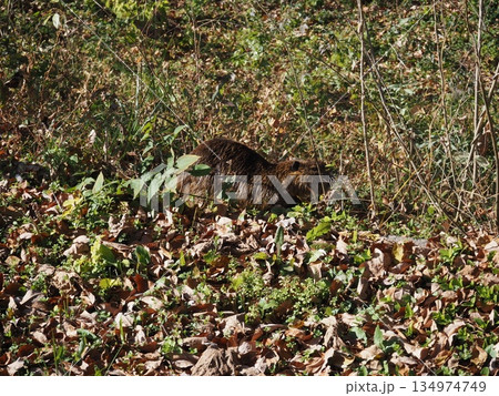 ヌートリア 134974749