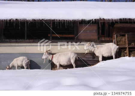 雪の中のやぎ 134974755