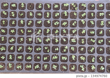 真上から見る発芽 真上から見る発芽 134974760