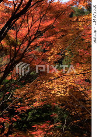 色とりどりの紅葉が重なり合う寂光院の秋の森（抽象的な紅葉背景） 134975610