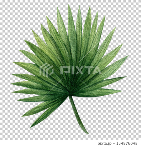 Palm tropical leaves watercolor set. Hand-drawn watercolor illustration on a white background. Template for decorating designs and illustrations 134976048