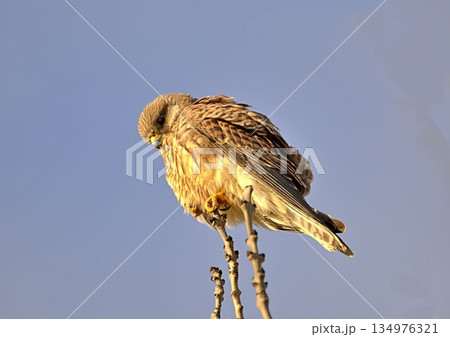Young kestrel perched in a tree 134976321