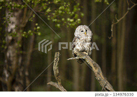 Ural Owl, Strix uralensis, sitting on tree branch, in green forest, Wildlife scene from nature. Owl in the forest habitat, Sumava NP, Czech Republic 134976330