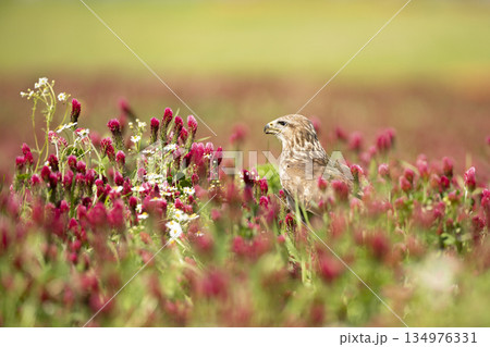 Bird of prey Common Buzzard, Buteo buteo, sitting in clover field. Bird hidden in the meadow with clover. 134976331
