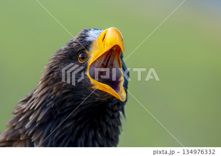 Steller`s sea eagle (Haliaeetus pelagicus), portrait of brown bird of prey with big yellow bill. Japan Steller`s sea eagle (Haliaeetus pelagicus), portrait of brown bird of prey with big yellow bill. Japan 134976332