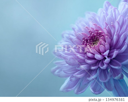 ブルーグレーの背景に薄紫色の菊の花のクローズアップ 134976381