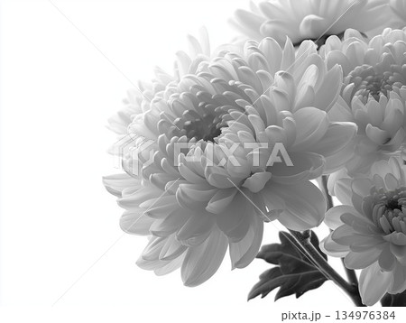 白い背景に白い菊の花の束のクローズアップ 134976384