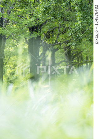 森の新緑・エコイメージ(蒜山高原) 森の新緑・エコイメージ(蒜山高原) 134976482