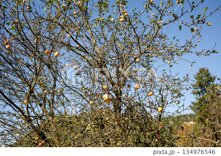 Ripe apples hanging on branches of old apple trees against blue sky Ripe apples hanging on branches of old apple trees against blue sky 134976546