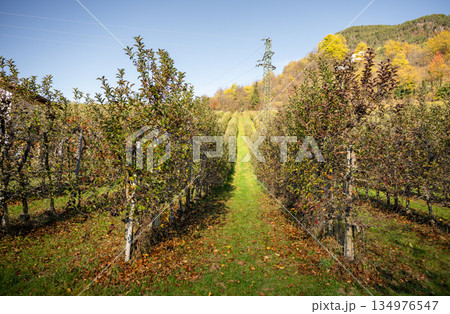 Apple orchard rows with trees and green path in autumn countryside 134976547