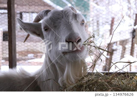 おいしい草を食べるやぎ 134976626