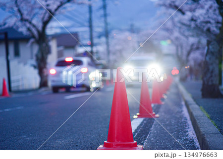 夕方の桜並木と赤い三角コーン 134976663