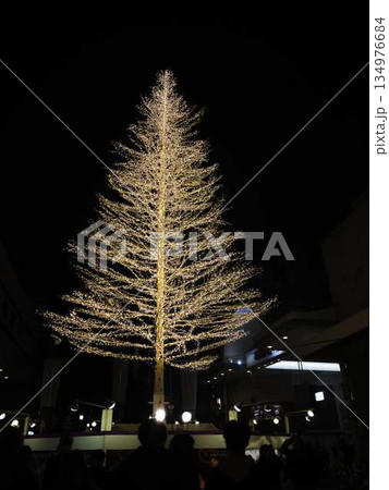 高知中央公園 クリスマスマーケット 高知中央公園 クリスマスマーケット 134976684