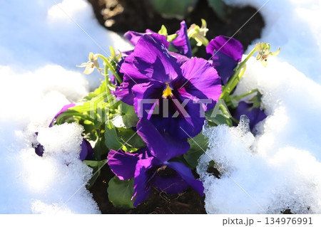 冬の庭に積もった雪の中に咲く紫色のパンジーの花 冬の庭に積もった雪の中に咲く紫色のパンジーの花 134976991