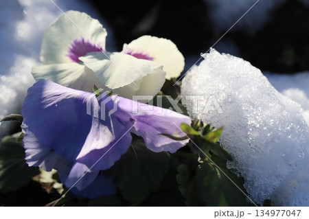 冬の庭に積もった雪の中に咲く白や薄紫色のパンジーの花 134977047
