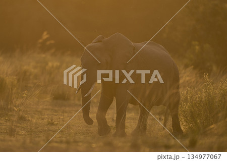Elephants at sunset Elephants at sunset 134977067