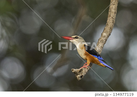 Grey-headed Kingfisher Grey-headed Kingfisher 134977119
