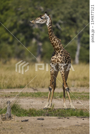 Thornicroft giraffe Thornicroft giraffe 134977121