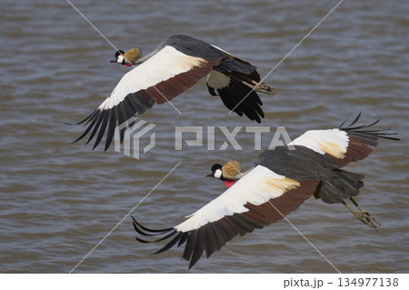 Grey Crowned Cranes 134977138