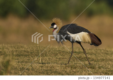 Grey Crowned Cranes 134977141