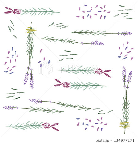 ラベンダーの手書きカラーイラスト素材 134977171