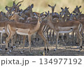 Large group of Impala 134977192
