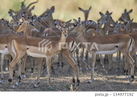 Large group of Impala Large group of Impala 134977192