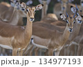 Large group of Impala 134977193