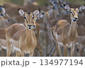Large group of Impala 134977194