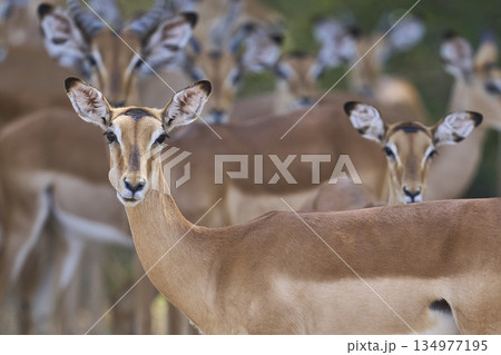 Large group of Impala Large group of Impala 134977195