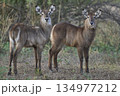 Waterbuck 134977212