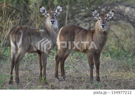 Waterbuck 134977212