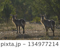 Waterbuck 134977214