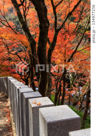 石の手摺に落ち葉が乗った紅葉トンネルの参道（寂光院・犬山市） 134977256