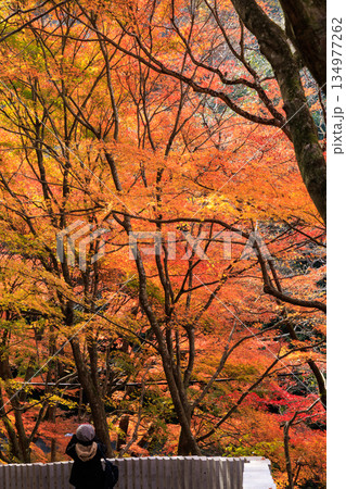 愛知県犬山市寂光院の紅葉を撮影する女性、秋の観光名所 愛知県犬山市寂光院の紅葉を撮影する女性、秋の観光名所 134977262
