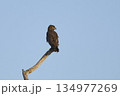 Western Banded Snake-eagle 134977269