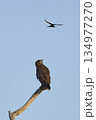 Western Banded Snake-eagle 134977270