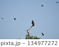 Western Banded Snake-eagle 134977272