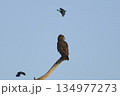 Western Banded Snake-eagle 134977273