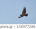 Western Banded Snake-eagle in flight 134977286