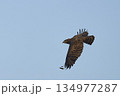 Western Banded Snake-eagle in flight 134977287