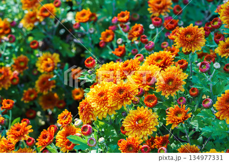 Close up beautiful orange korean chrysanthemum flowers in full autumn bloom, floral background Close up beautiful orange korean chrysanthemum flowers in full autumn bloom, floral background 134977331