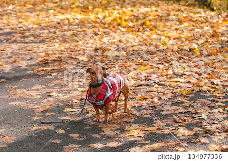 Domestic dog, pet. Small brown dachshund in red checkered outfit walks on leash in an autumn park 134977336