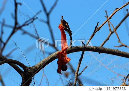 晩秋の枝に残る鳥に食べられた柿の風景 134977838
