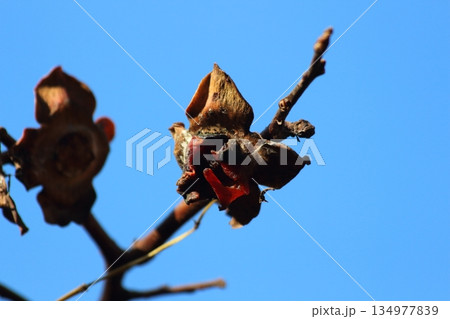 秋の恵みを分け合う鳥に食べられた柿 134977839
