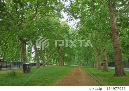 緑豊かな公園の散歩道 緑豊かな公園の散歩道 134977953