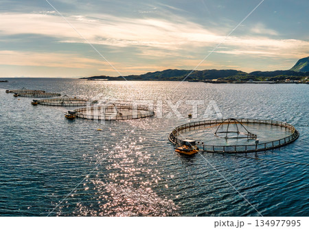 Farm salmon fishing in Norway. Norway is the biggest producer of farmed salmon in the world. 134977995