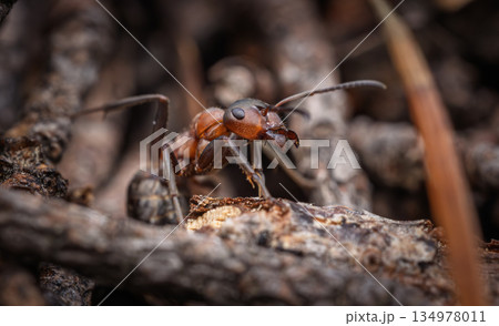 Ant close-up in the wild. Ant close-up in the wild. 134978011