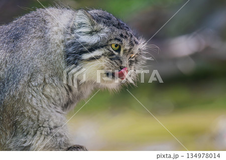 Pallas's cat (Otocolobus manul), also known as the manul, is a small wild cat with long and dense light grey fur, and rounded ears set low on the sides of the head. 134978014